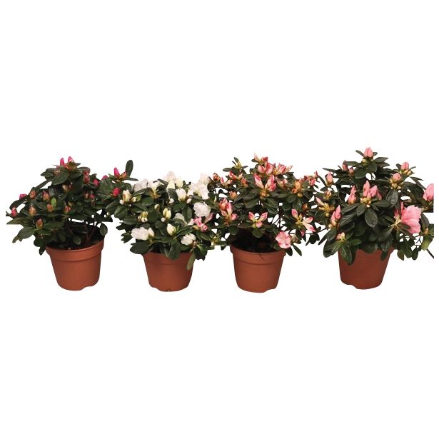CVETOČA RASTLINA AZALEA FLANDRESSE