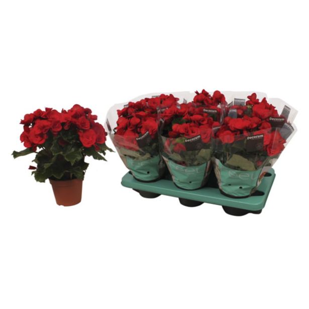 CVETOČA RASTLINA BEGONIJA BALADIN ROOD L12