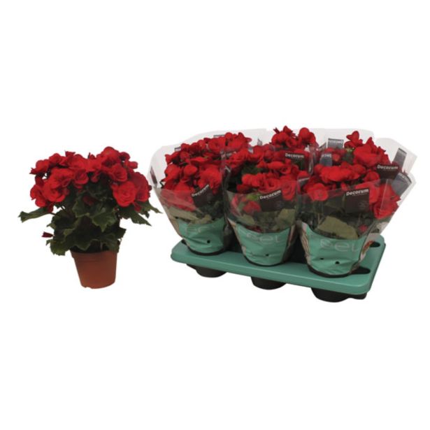 CVETOČA RASTLINA BEGONIJA BALADIN ROOD L17