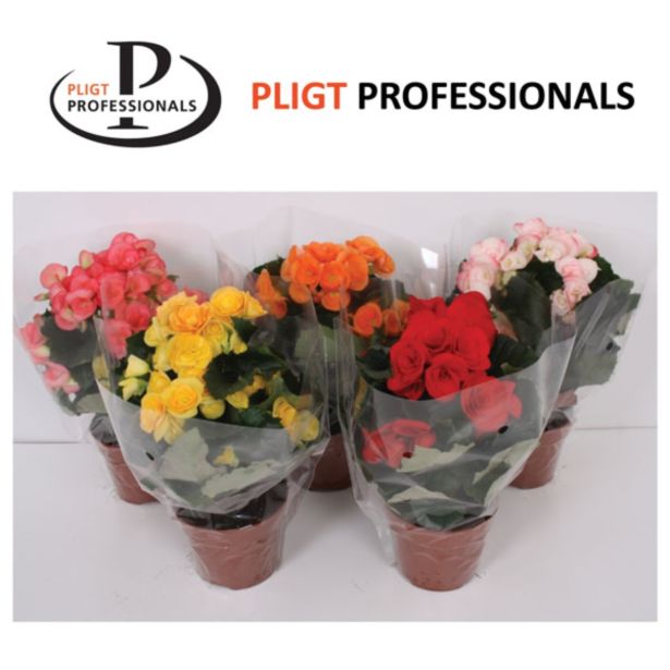 CVETOČA RASTLINA BEGONIJA ELATIOR MIX L12