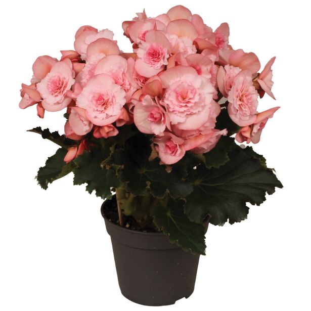CVETOČA RASTLINA BEGONIJA JOY PINK L12