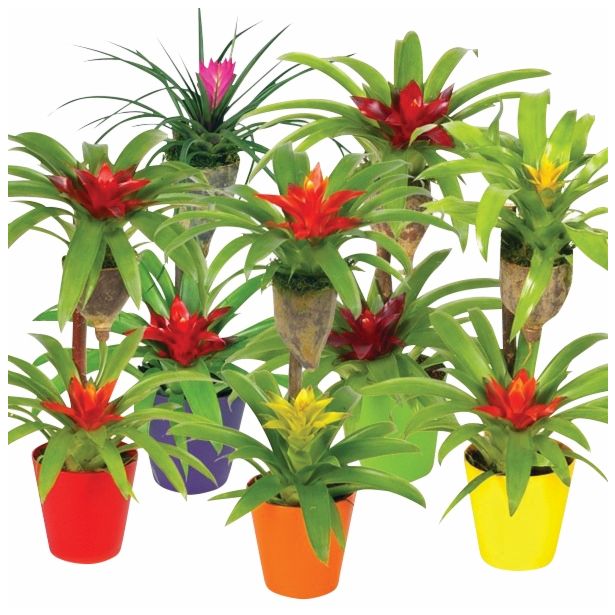 CVETOČA SOBNA RASTLINA BROMELIA MIX