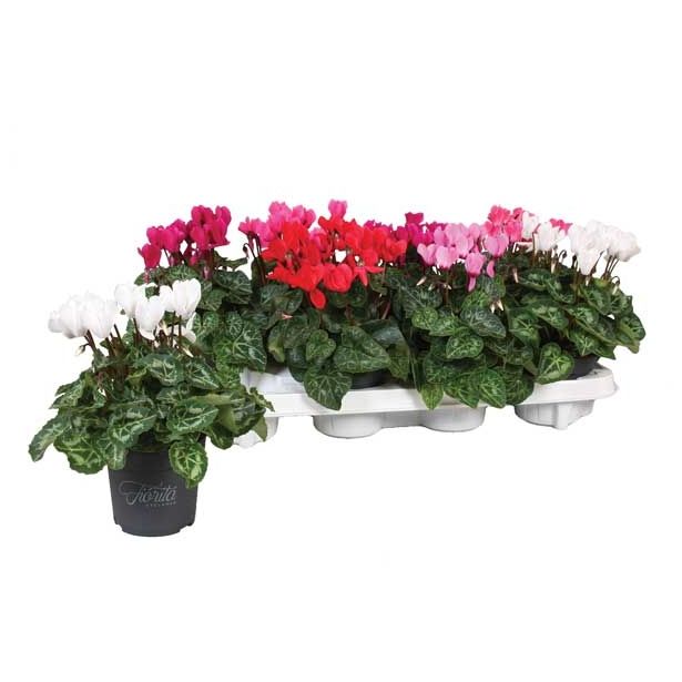 CIKLAMA SUPER SERIES L10.5