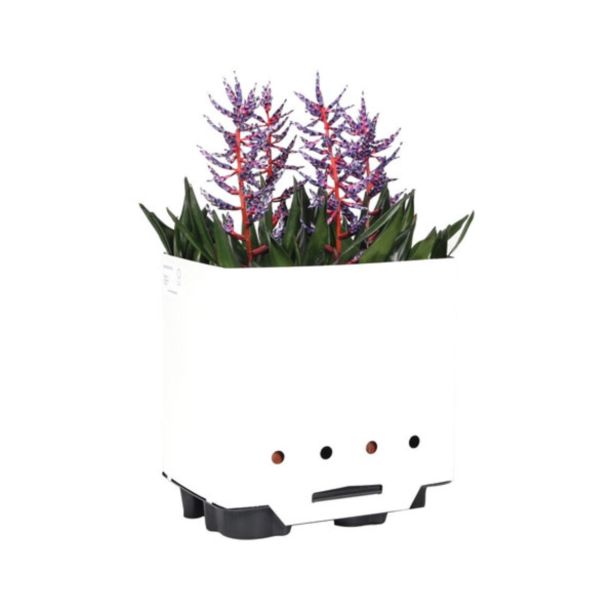 CVETOČA RASTLINA EHMEJA BLUE RAIN L15