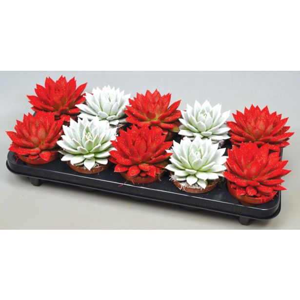 EŠEVERIJA BLEŠČICE 10.5L RDEČA IN BELA