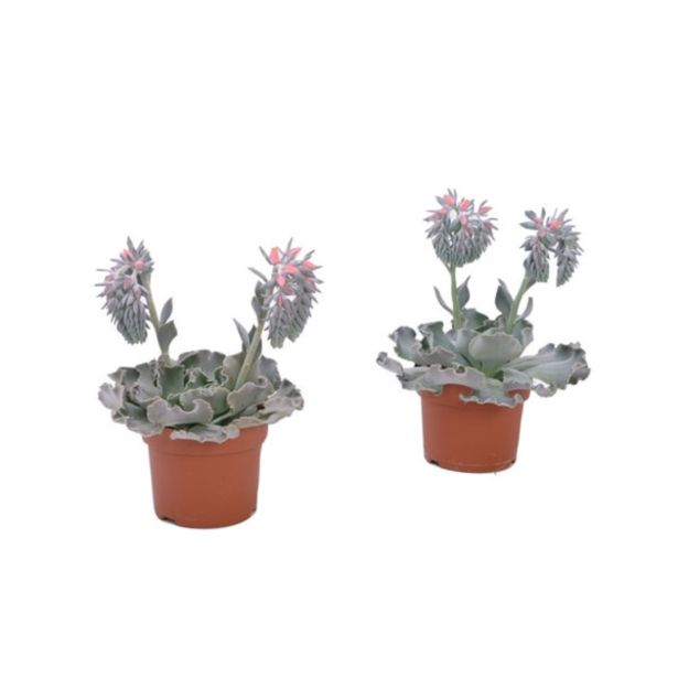 CVETOČA SOBNA RASTLINA EŠEVERIJA L12