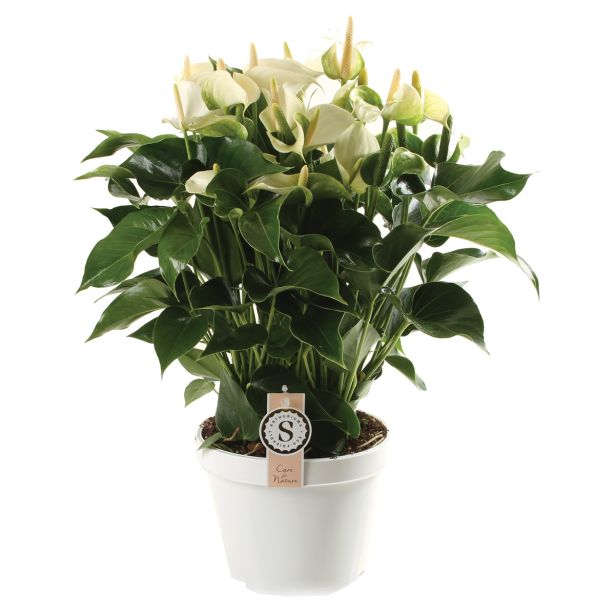 CVETOČA RASTLINA FLAMINGOVEC