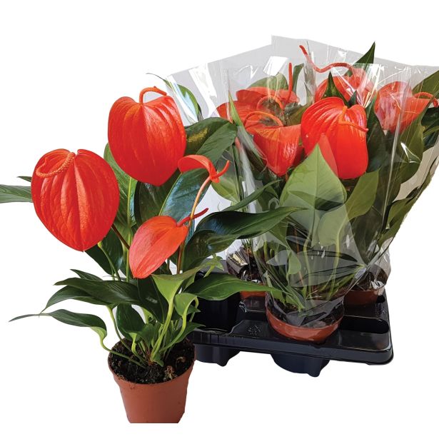 CVETOČA RASTLINA FLAMINGOVEC