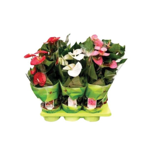 CVETOČA RASTLINA FLAMINGOVEC MIX L17