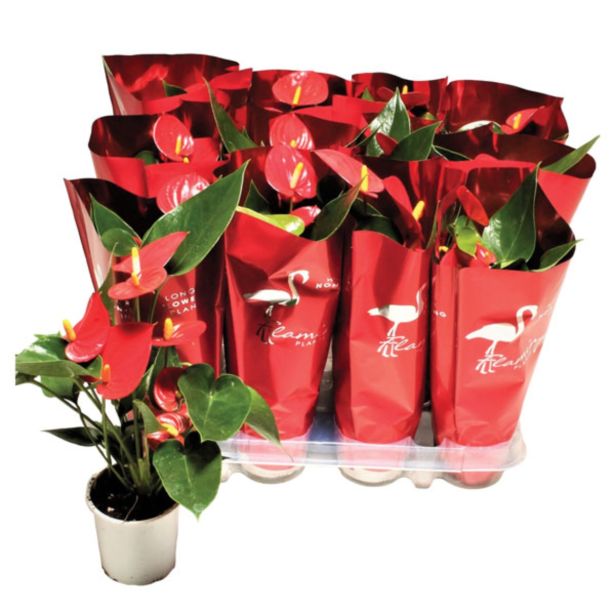 CVETOČA RASTLINA FLAMINGOVEC MIX L9