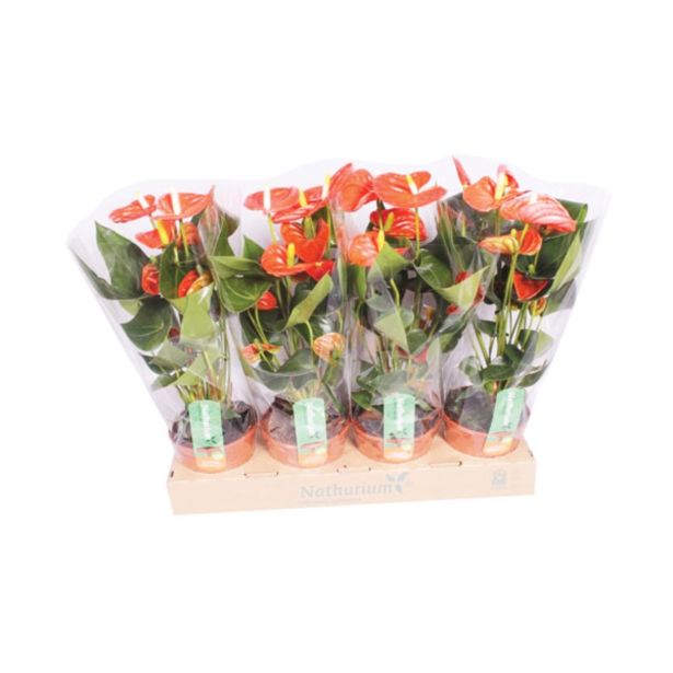 CVETOČA RASTLINA FLAMINGOVEC SIERRA ORANGE