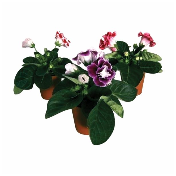 CVETOČA SOBNA RASTLINA GLOXINIA BROCADE