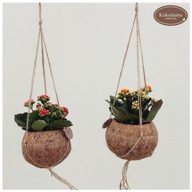 CVETOČA RASTLINA KALANCHOE MIX KOKODAMA