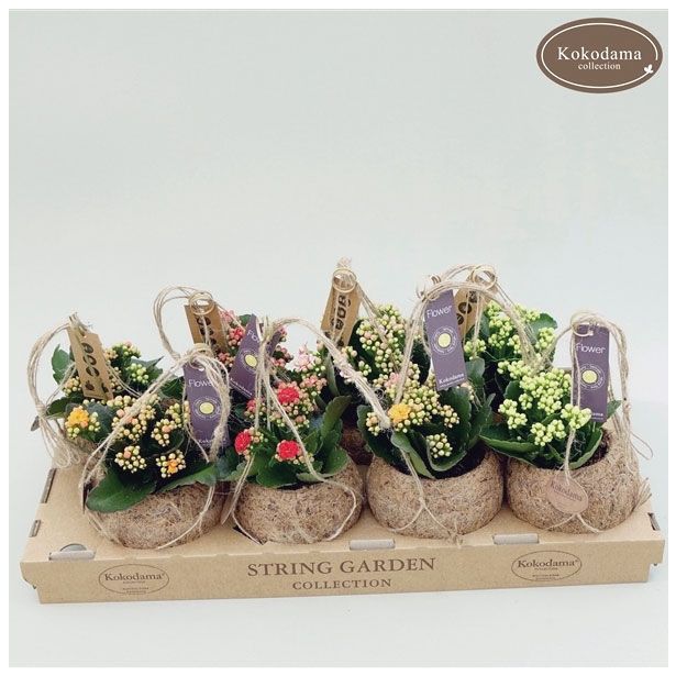 CVETOČA RASTLINA KALANCHOE MIX KOKODAMA