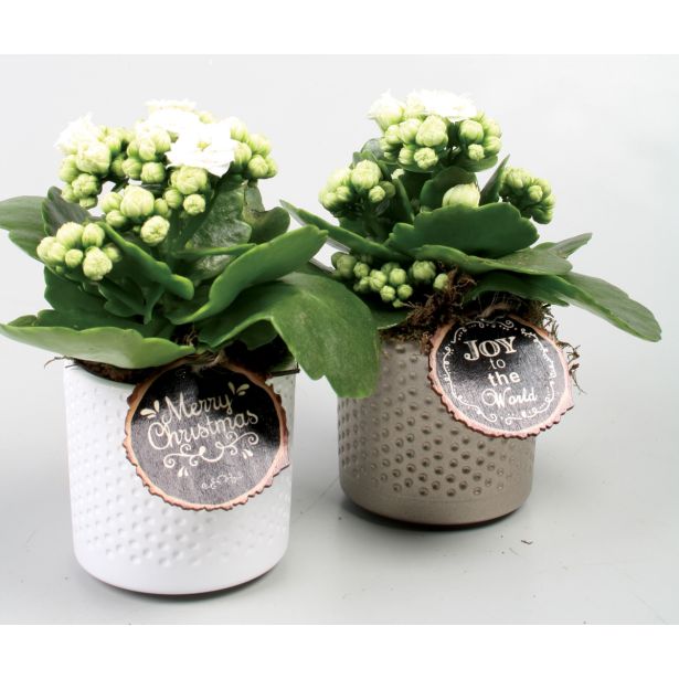 CVETOČA RASTLINA KALANHOJA V LONČKU L7 MIX