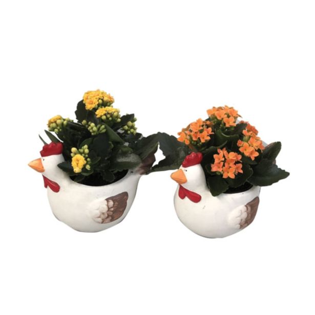 CVETOČA RASTLINA KALANHOJA V OKRASNEM LONCU KOKOŠ