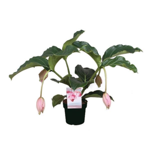 CVETOČA RASTLINA MEDINILA MAGNIFICA