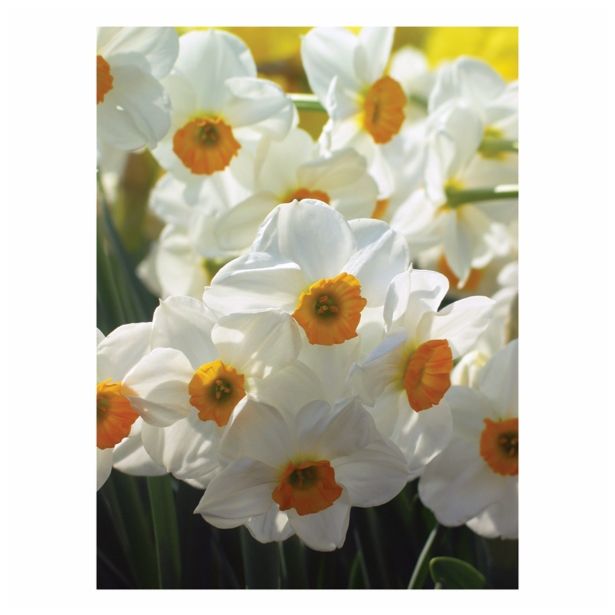 CVETOČA RASTLINA NARCISA 10.5 CM FEBRUARY GOLD