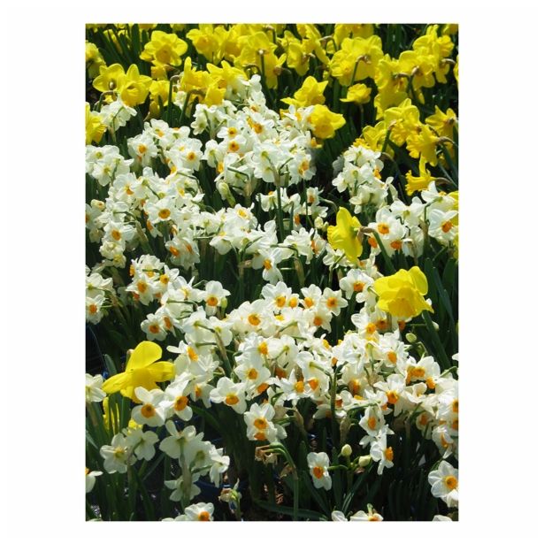 CVETOČA RASTLINA NARCISA 10.5 CM FEBRUARY GOLD