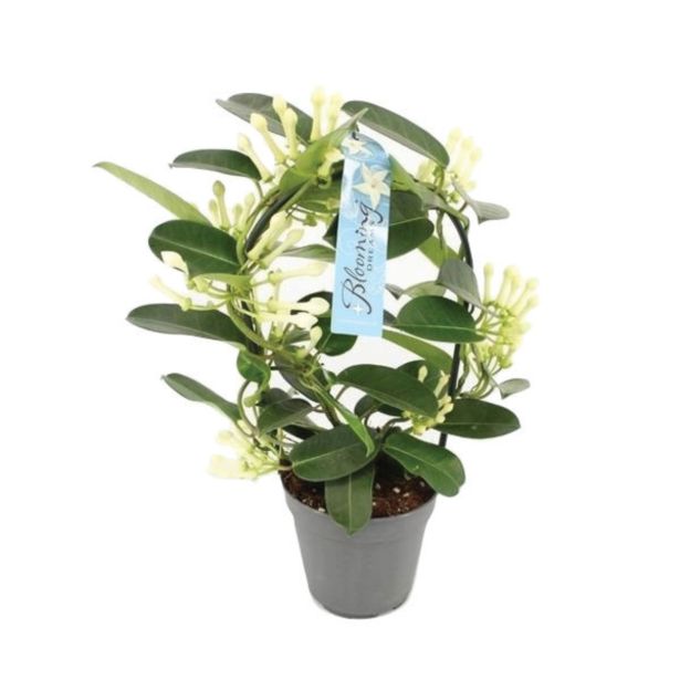 CVETOČA RASTLINA NEVESTICA FLORIBUNDA