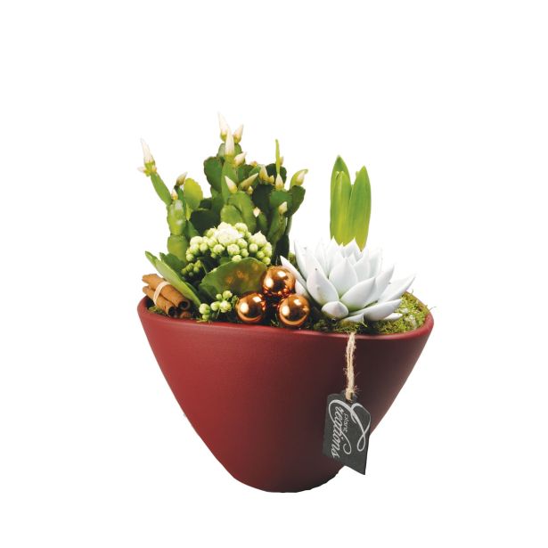 CVETOČA RASTLINA NOVOLETNI ARANŽMA V KERAM IČNI POSODI