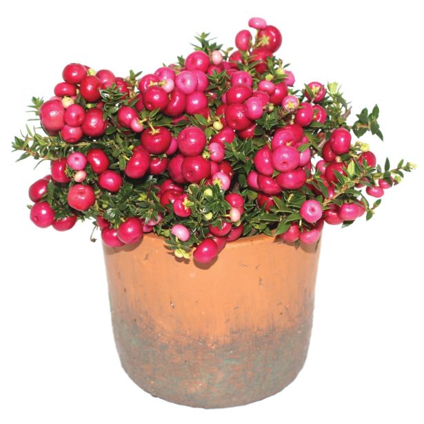 TRAJNICA PERNETTYA L14 V LONČKU