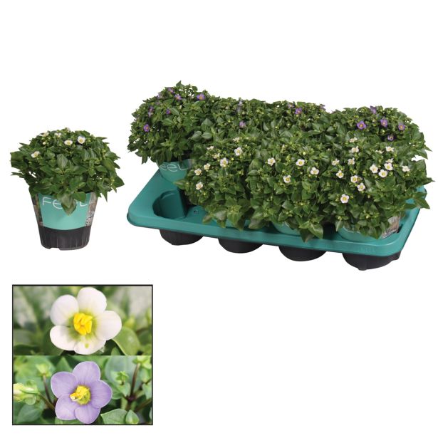 CVETOČA RASTLINA PERZIJSKA VIJOLICA