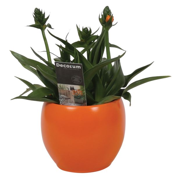 CVETOČA RASTLINA PTIČJE MLEKO