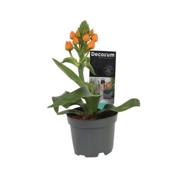 CVETOČA RASTLINA PTIČJE MLEKO DUBIUM