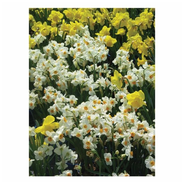 CVETOČA RASTLINA RAZKOŠNE NARCISE MIX