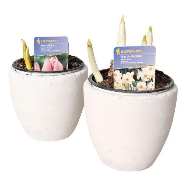 CVETOČA RASTLINA RAZKOŠNE NARCISE MIX