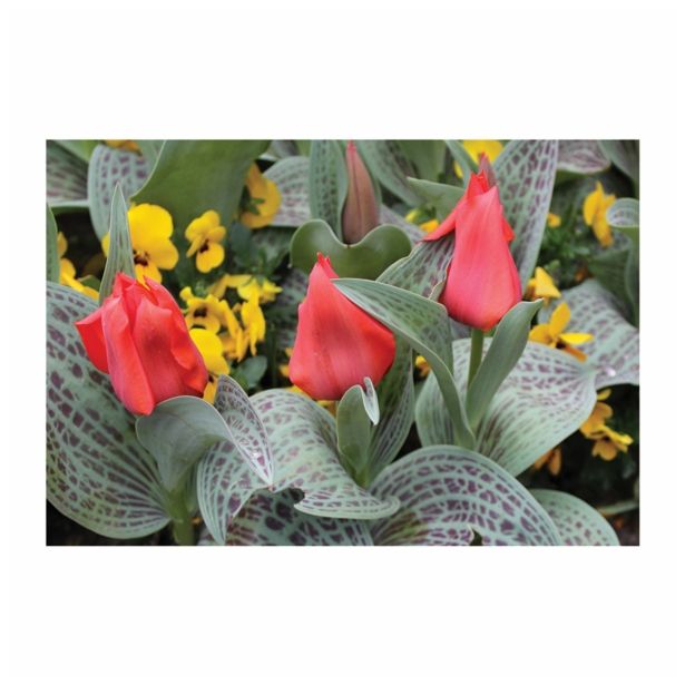 CVETOČA RASTLINA RAZKOŠNI TULIPANI MIX L13