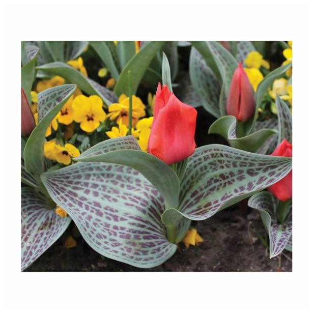 CVETOČA RASTLINA RAZKOŠNI TULIPANI MIX L13