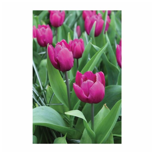 CVETOČA RASTLINA RAZKOŠNI TULIPANI MIX L13