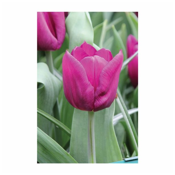 CVETOČA RASTLINA RAZKOŠNI TULIPANI MIX L13