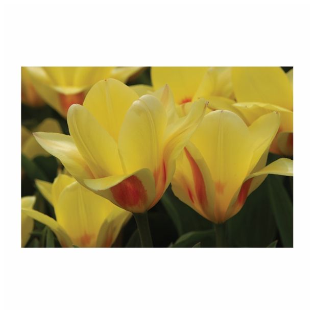 CVETOČA RASTLINA RAZKOŠNI TULIPANI MIX L13