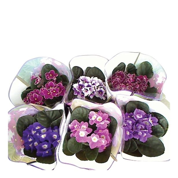 CVETOČA RASTLINA SAINTPAULIA SPECTRA MIX