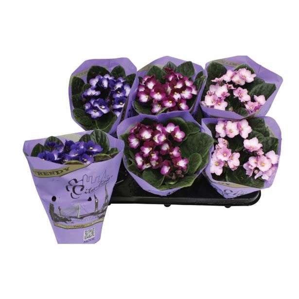 CVETOČA RASTLINA SAINTPAULIA TRENDY MIX