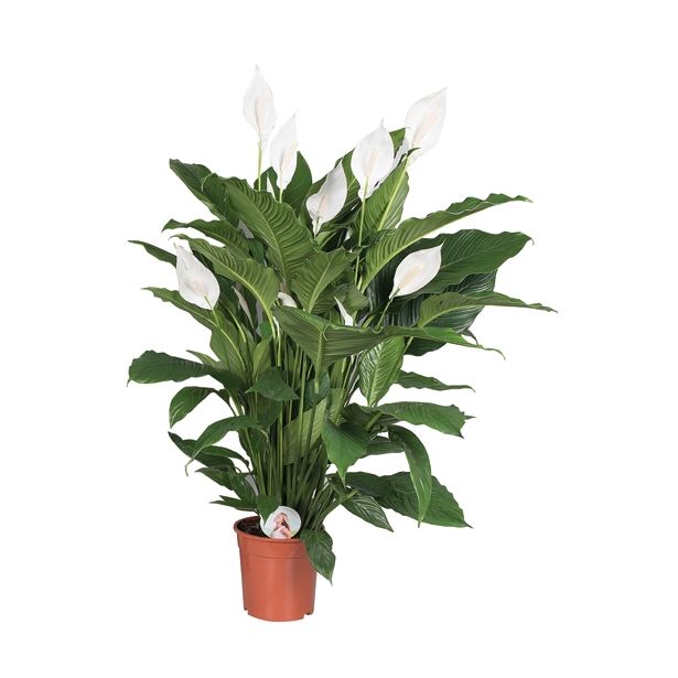 SPATIFIL SWEET SEBASTIANO L24