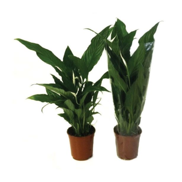 CVETOČA RASTLINA SPATIFIL BELLINI