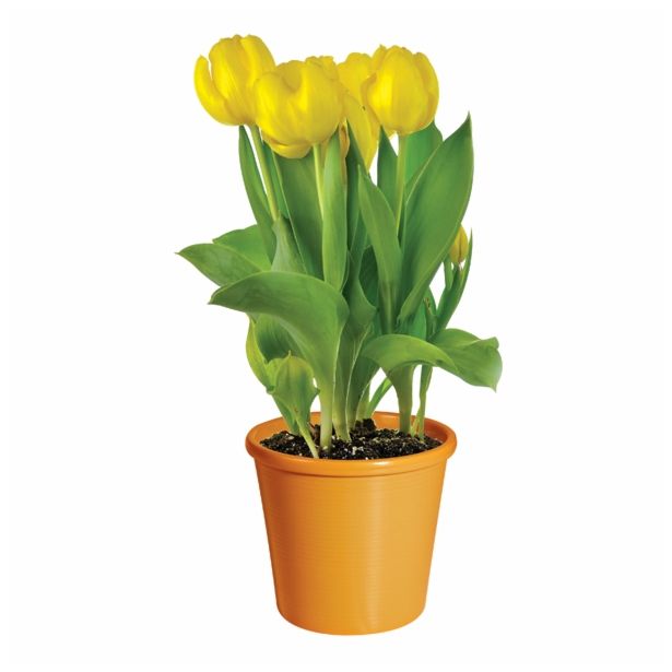 CVETOČA RASTLINA TULIPAN L10.5 ANNIE SALOMONS