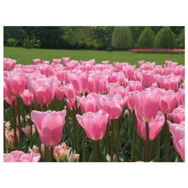 CVETOČA RASTLINA TULIPAN L10.5 ANNIE SALOMONS