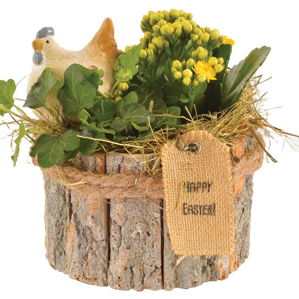 CVETOČA RASTLINA VELIKA NOČ NASAD BRŠLJANA IN KALANDIVE