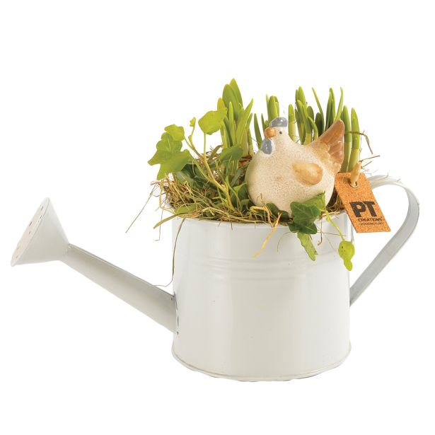 CVETOČA RASTLINA VELIKA NOČ NASAD NARCIS IN BRŠLJANA