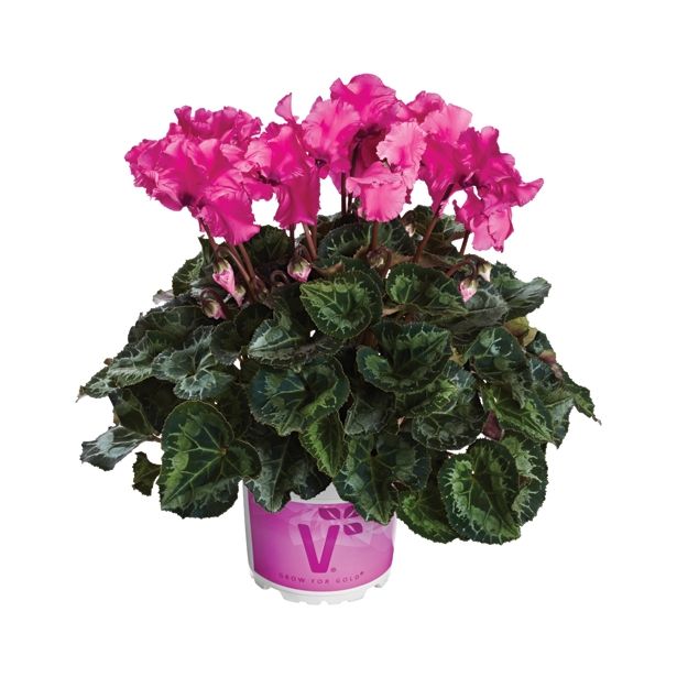 CIKLAMA VOLMARY CABRILLA COLOURS L12