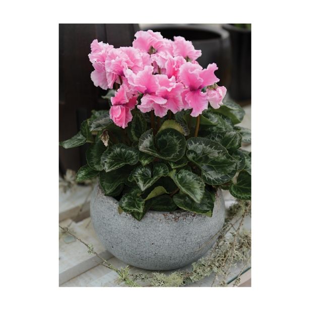 CIKLAMA VOLMARY CABRILLA COLOURS L12