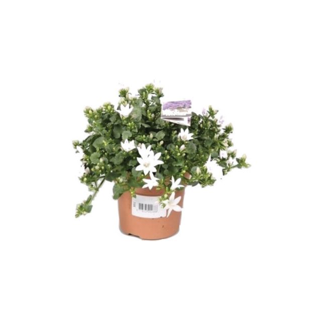 CVETOČA RASTLINA ZVONČNICA AMBELLA WHITE L11