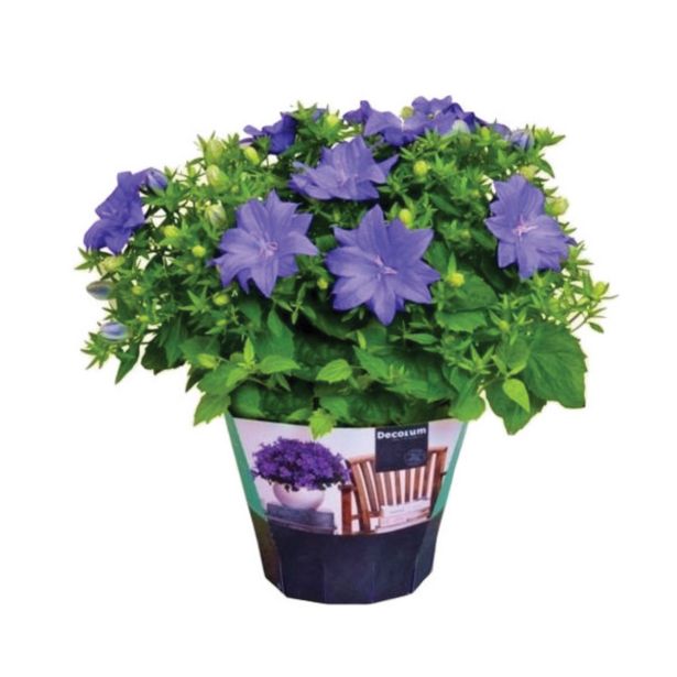 CVETOČA RASTLINA ZVONČNICA DUBLIN BLUE L11