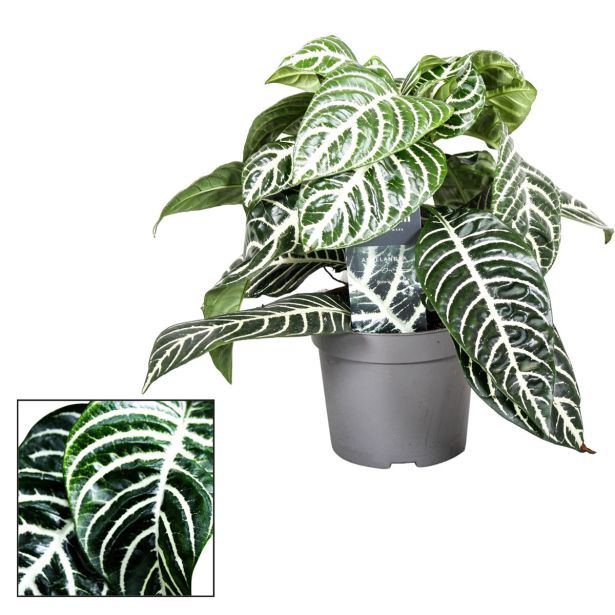 CVETOČA SOBNA RASTLINA AFELANDRA BOTANICA L13