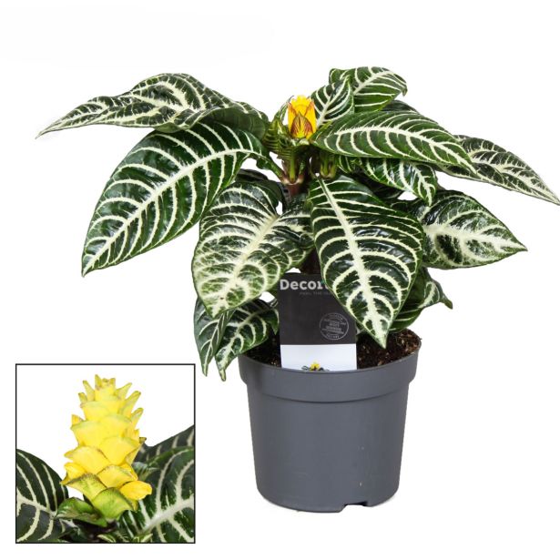 CVETOČA SOBNA RASTLINA AFELANDRA L13